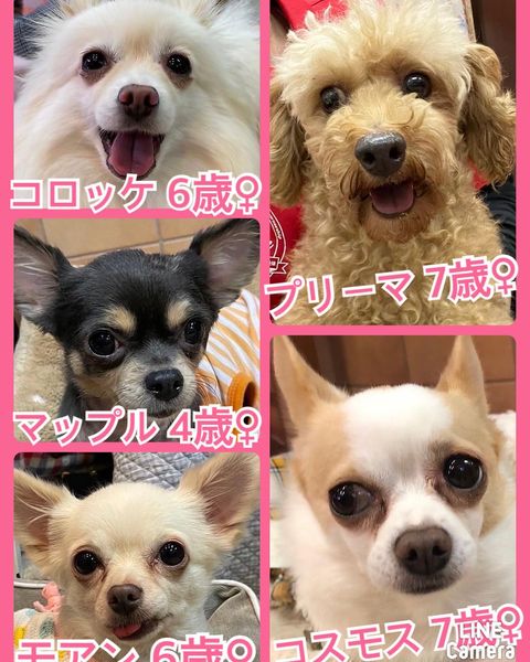 🐾今日の里親様募集中ワンコ🐶メンバーです🐾2022,10,19【保護犬カフェ天神橋店】